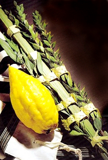 Etrog Lulav Set  KOSHER A2